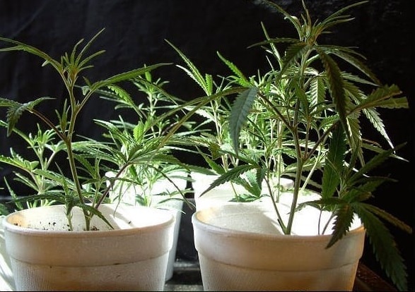 cloning cannabis plants young cuttings