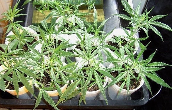 cloning cannabis plants in soil