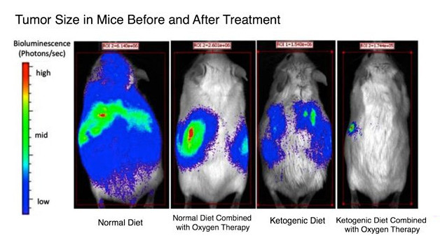 ketogenic diet cancer in mice
