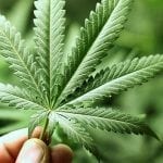 juicing raw cannabis leaves