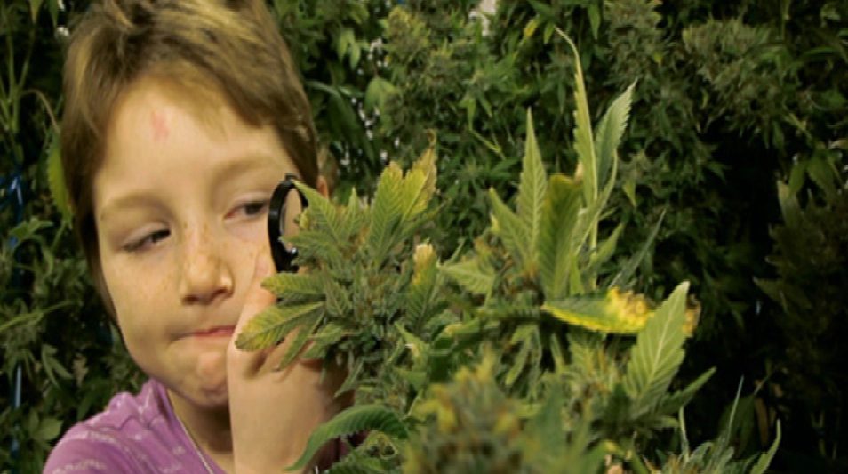 medical marijuana and children